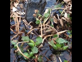 louisiana swamps by donna souder hodge/biology