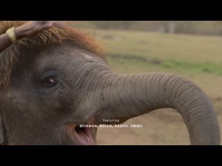whisperers with elephants / the elephant whisperers (2022) - short documentary film, oscar nomination (without translation)
