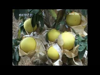 growing methods (part 02) guanxi honey pomelo "guan xi mi'yu".